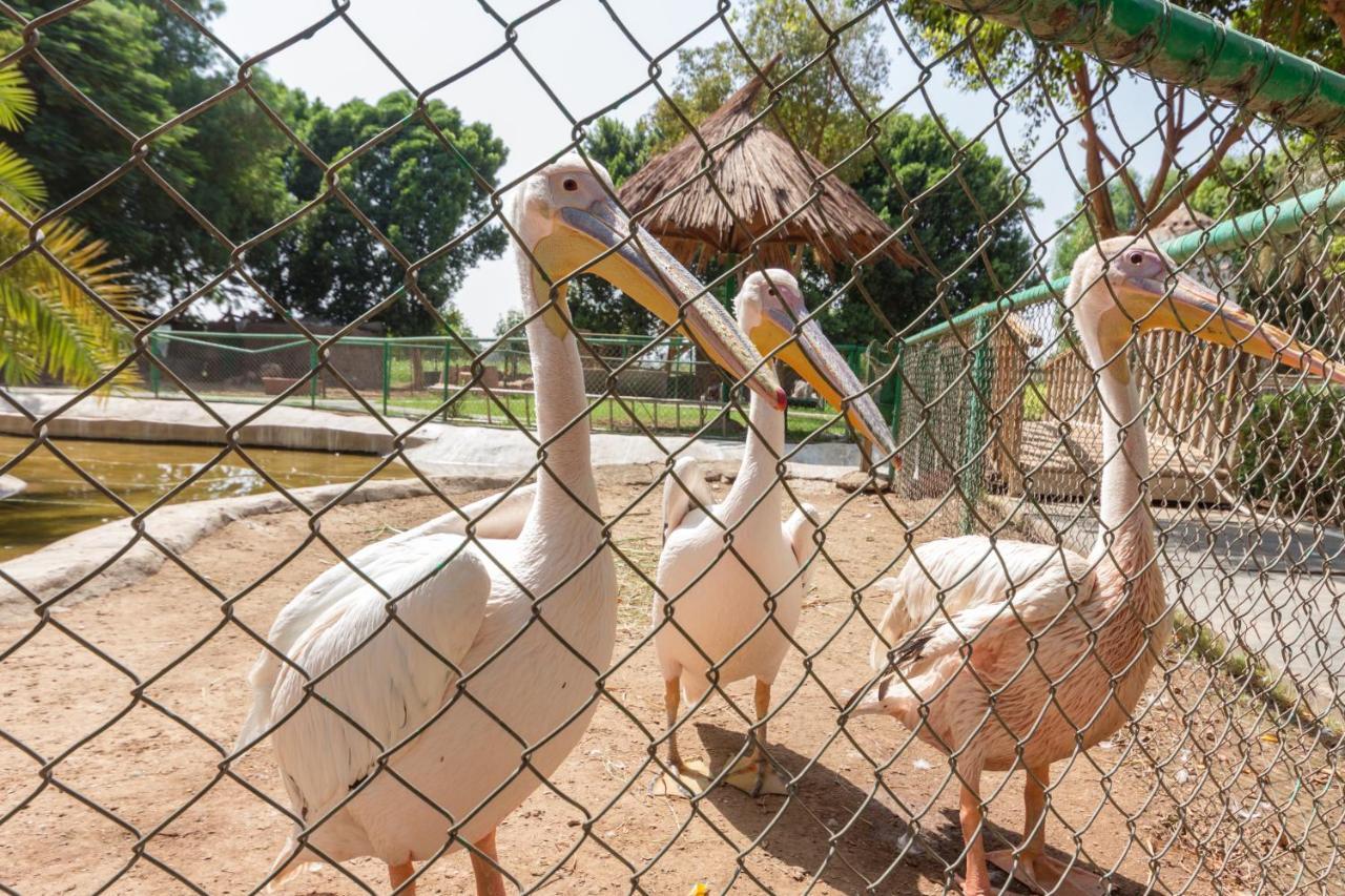 Jolie Ville Hotel & Spa Kings Island Luxor Bagian luar foto Pelicans at the zoo